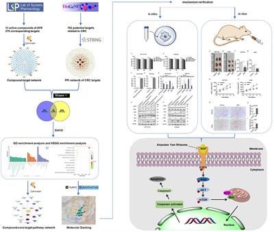 Unveiling the therapeutic potential of airpotato yam rhizome against colorectal cancer: a network pharmacology approach